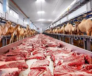 فرآوری شتر؛ بعد 90 سال بهره کشی از شتر تو بیابون میبرن سلاخ خونه شرحه میکننش