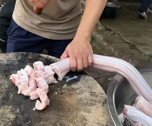 فرآوری مار کبری؛ نحوه پخت سوپ و کباب مار کبری برای کسب درآمد 