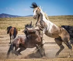 مستند حیات وحش؛ اسب های وحشی برای جلب توجه مادیان بلوا بپا کردن