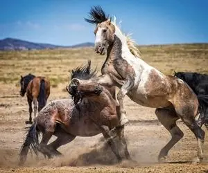 مستند حیات وحش؛ اسب های وحشی برای جلب توجه مادیان بلوا بپا کردن