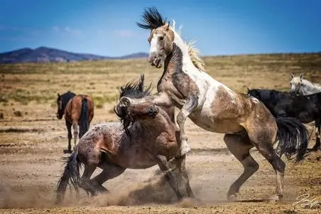 مستند حیات وحش؛ اسب های وحشی برای جلب توجه مادیان بلوا بپا کردن