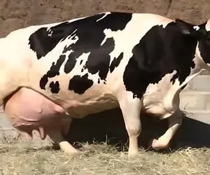 گاوهای باورنکردنی؛ گاو انقدر حجم شیرش زیاده که ندوشن گشاد گشاد راه میره