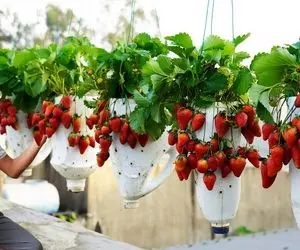 ایده های خلاقانه؛ تو ظرف مایع ظرفشویی توت فرنگی کاشته محشر حالا تو هی بگو باغچه ندارم