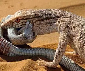 نارام زیان؛ کومودو سفاک و پیتون غول بعد نیم ساعت کشتی گرفتن از دم هم شروع کردن خوردن 