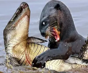 مستند حیات وحش؛ سمور برای حفظ قلمرو و جون لشکر کشی میکنه بر تمساح فائق بشه