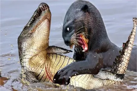 مستند حیات وحش؛ سمور برای حفظ قلمرو و جون لشکر کشی میکنه بر تمساح فائق بشه