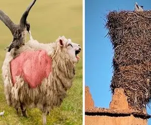 عجایب روزگار؛ گنجشک تمام پشمای گوسفندو کند زخمیش کرد لونه اندازه کامیون ساخت