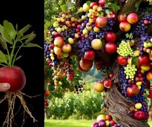 کشاورزی نوین؛ انگور و سیب رو با هم پیوند زدن یه درخت شده که هم انگور آویزونش هم سیب