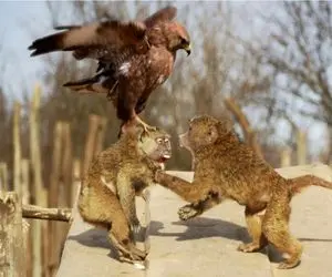 مستند حیات وحش / جنگ سراسر کین عقاب و میمون برای شکار بودن یا نبودن