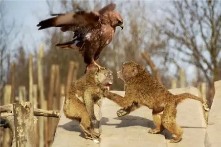 مستند حیات وحش / جنگ سراسر کین عقاب و میمون برای شکار بودن یا نبودن