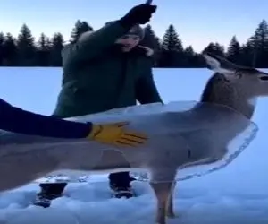 معماری طبیعت؛ آهو تو برف یخ زده برا نجاتش چکش میزننش همین که یخش میشکنه جیم میشه