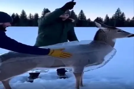 معماری طبیعت؛ آهو تو برف یخ زده برا نجاتش چکش میزننش همین که یخش میشکنه جیم میشه