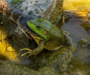 جذابیت حیات وحش؛ جدال نفس گیر مار و قورباغه برای بقا