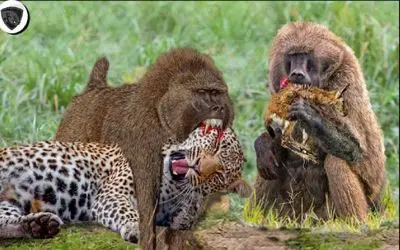 نبرد حیات وحش/ مادر بابون خود را فدای بچه اش کرد