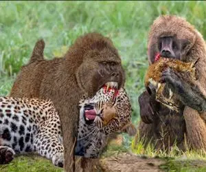 نبرد حیات وحش/ مادر بابون خود را فدای بچه اش کرد