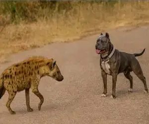 مستند حیات وحش؛ کفتار پاش گذاشت تو قلمرو پیتبول براش قلمش کرد