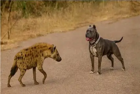 مستند حیات وحش؛ کفتار پاش گذاشت تو قلمرو پیتبول براش قلمش کرد