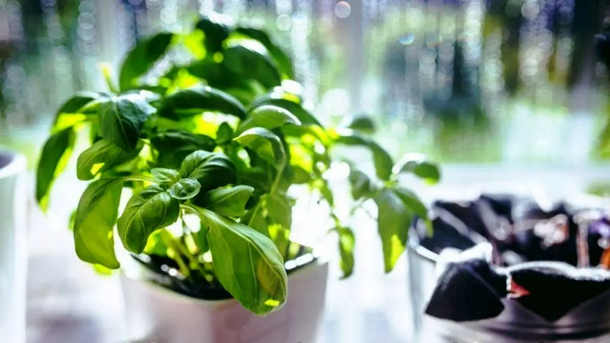 گیاهانی که انرژی منفی دارن