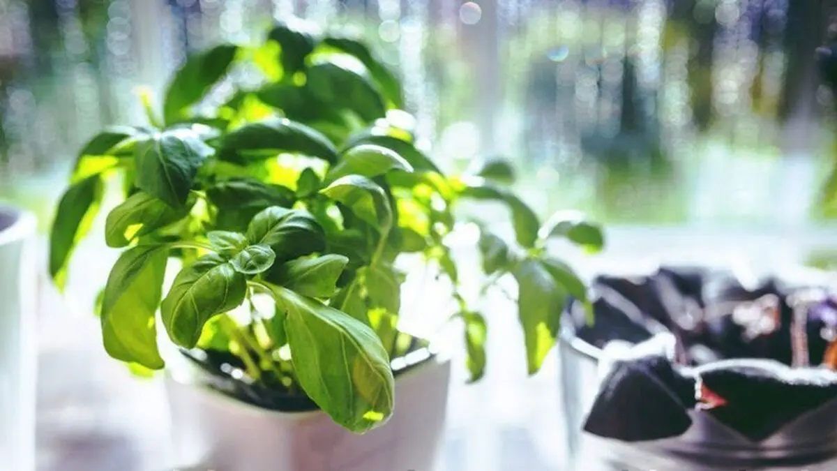گیاهانی که انرژی منفی دارن