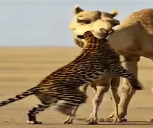 مستند حیات وحش؛ پلنگ میخواست با شکار بچه شتر دلی عزا در بیاره تحقیر شد