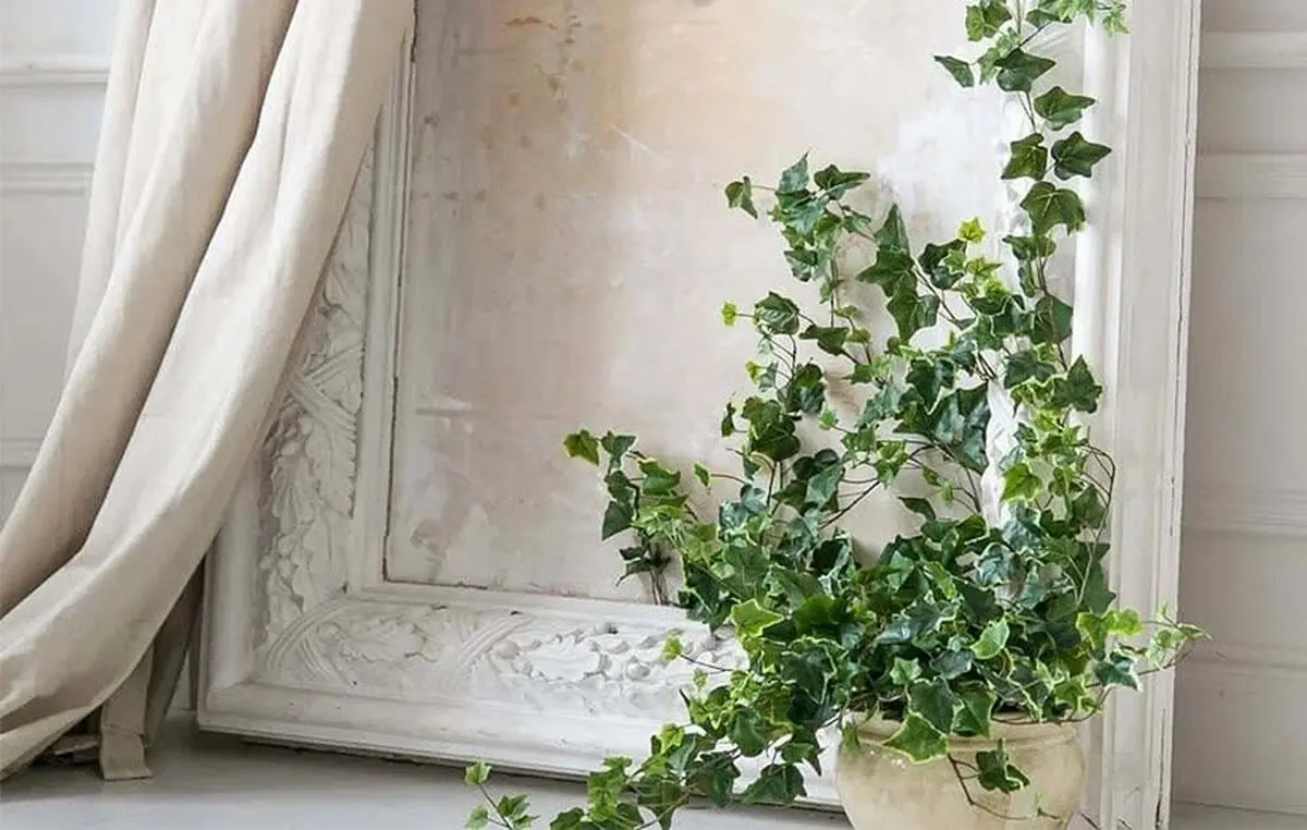 گیاهان مفید برای افسردگی