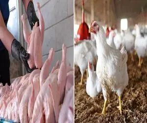 قیمت مرغ امروز دوشنبه ۷ اردیبهشت ۱۴۰۵ + جدول