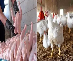 قیمت مرغ امروز دوشنبه ۷ اردیبهشت ۱۴۰۵ + جدول