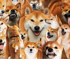 آیا تلاش های ارتش شیبا اینو به ثمره نشست؟