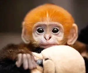 از جذابیت های حیات وحش؛ چند صحنه خارق العاده از میمون بازیگوش که چشاتو چهارتا میکنه!