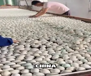 دامداری نوین؛ تخم اردکا رو چیدن رو میز روشون پتو کشیدن جوجه های ریز کله زرد دراومدن