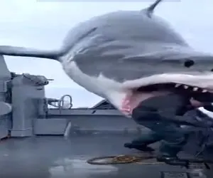 معماری طبیعت؛ کوسه در نزد اومد با لگد یارو رو خورد