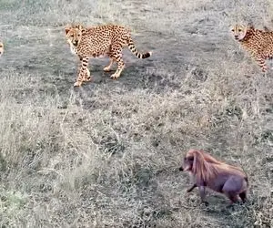 از جذابیت های حیات وحش؛ بچه گرازی که دل شیر داره و 3 تا یوزپلنگ ملعبه خودش کرد