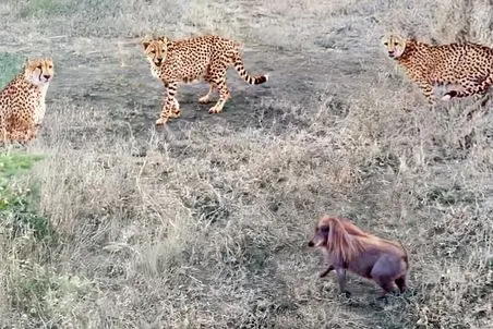 از جذابیت های حیات وحش؛ بچه گرازی که دل شیر داره و 3 تا یوزپلنگ ملعبه خودش کرد