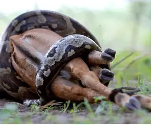 از جذابیت‌های حیات وحش؛ پیتون کله خر آهو رو زجرکش میکنه سرشو میکنه تو حلقش