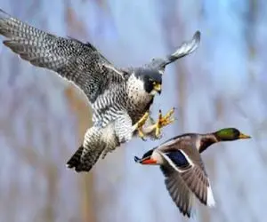 بدایع حیات وحش / شاهین دد بر شانه پرندگان خنج میکشد تا آماده تناول شوند