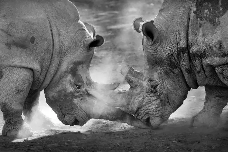 مستند حیات وحش؛ کرگدن بزرگ؛ کرگدن کوچک