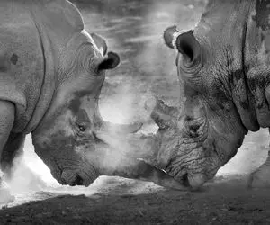 مستند حیات وحش؛ کرگدن بزرگ؛ کرگدن کوچک