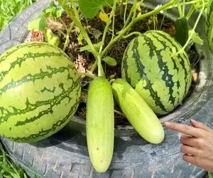 کشاورزی بدیع؛ هندوانه و کدو رو توسط خمیردندون پیوند زد تا یه درخت دوتا میوه بده