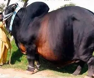 گاوهای باورنکردنی؛ شاخ این گاوها 1200 کیلویی رو برش میزنن باهاش اسلحه میسازه