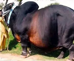 گاوهای باورنکردنی؛ شاخ این گاوها 1200 کیلویی رو برش میزنن باهاش اسلحه میسازه