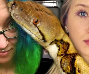 حیوانات غول جثه؛ خانم چشم رنگی 50 پیتون دورش و خوابیده و اونا از سر و کولش بالا میرن