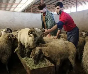 قیمت دام زنده امروز 29 مرداد 1404 + جدول