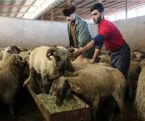 قیمت دام زنده امروز 29 مرداد 1404 + جدول