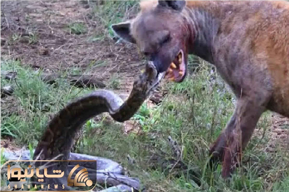 مستند حیات وحش؛ شکارچیان در موقعیت‌هایی که هرگز انتظارش را ندارند