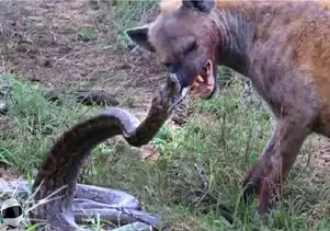 مستند حیات وحش؛ شکارچیان در موقعیت‌هایی که هرگز انتظارش را ندارند