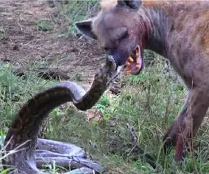 مستند حیات وحش؛ شکارچیان در موقعیت‌هایی که هرگز انتظارش را ندارند