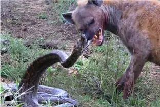 مستند حیات وحش؛ شکارچیان در موقعیت‌هایی که هرگز انتظارش را ندارند