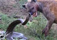 مستند حیات وحش؛ شکارچیان در موقعیت‌هایی که هرگز انتظارش را ندارند