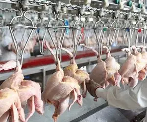 فرآوری مرغ؛ بعد پرورش مرغ رنگی با دستگاه مدرن پراشونو میچینه برای تولید البسه
