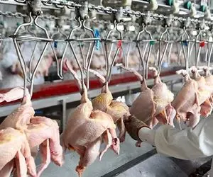 فرآوری مرغ؛ بعد پرورش مرغ رنگی با دستگاه مدرن پراشونو میچینه برای تولید البسه